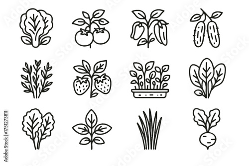 Icon peppers urban kale radish icons microgreens farming basil herbs tomatoes cucumbers