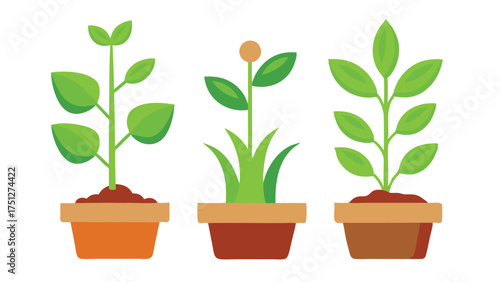 Indoor Houseplant Set Isolated on White Background