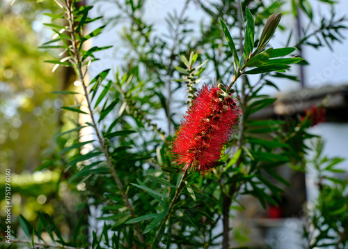 Particolare di fiore di Callistemon