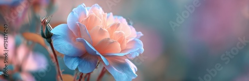 Beautiful Pastel Rose Blooming in a Serene Garden During the Late Afternoon L...