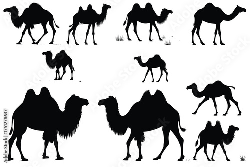 Multiple black camel silhouettes in various poses dromedary