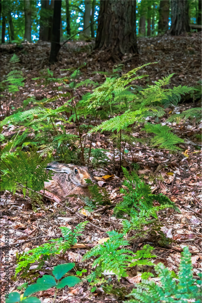 Obraz premium Wild Hare