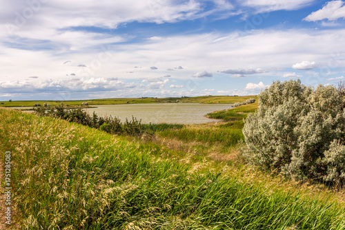 Shores of the Lake Audubon covered with wild grass and plants. North Dakota, USA 