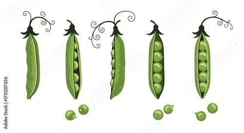 Five pods of peas showing different stages of ripeness.