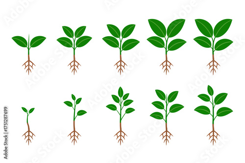 Vector art of plant growth stages for agriculture concept