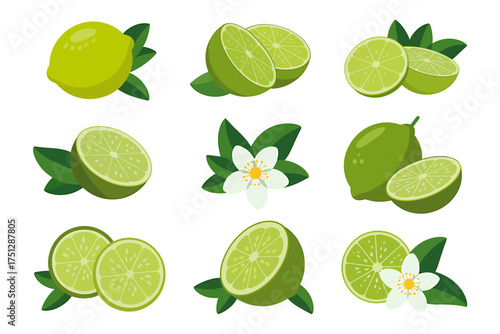 Vector art of various lime fruits with leaves and flowers