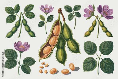 Vector art of vintage botanical illustration of soybean plant with flowers and pods