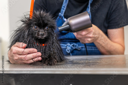 Bild auf Leinwand Wet pomeranian dog getting blow-dried in pet grooming salon