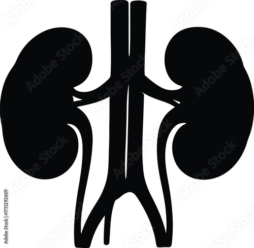 kidneys, human kidneys, silhouette, black, white background, anatomy, medical, organ, urology, nephrology, blood vessel, artery, vein, renal system, health, body, biology, science, illustration, graph