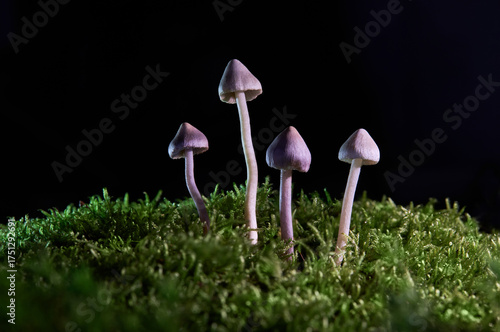 Close-up of small Psilocybe mushrooms with slender stems and conical violet caps emerging from lush green moss under soft natural light. 