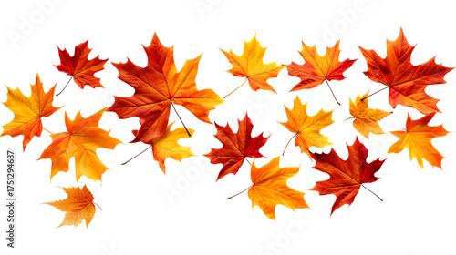 Collection of autumn maple leaves in red, orange, and yellow tones isolated on a transparent white background, clipping path