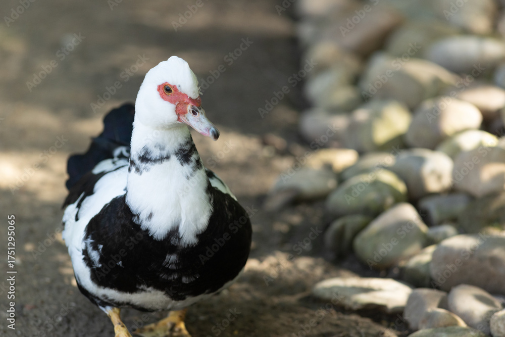 Obraz premium Muscovy duck walking on natural ground path