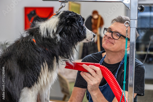 Groomer drying border collie dog at pet salon