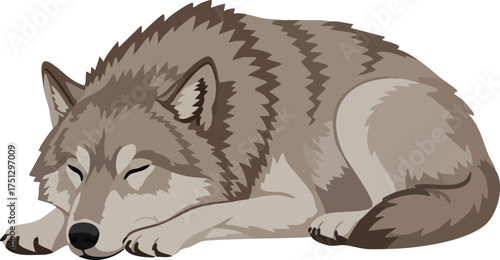 Sleeping wolf resting peacefully in natural grey brown fur colors vector illustration 