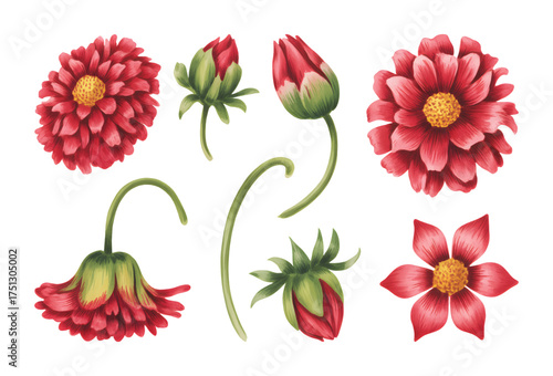Watercolor hand painted red gaillardia and tulip blossoms with green leaves, isolated on white background.