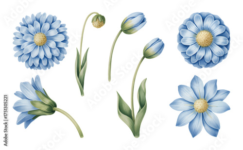 Hand painted blue gaillardia flowers with buds and leaves in soft watercolor style.