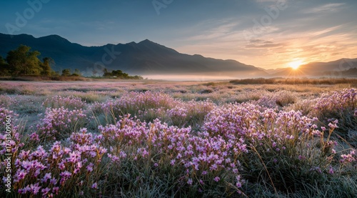 Beautiful Pink Flowers Bloom in a Serene Valley at Sunset in the Mountains
