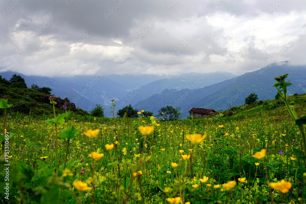Fototapeta premium The Black Sea region in eastern Türkiye is famous for its high mountain plateaus, the most popular of which are the Uzungöl and Sultan Murat plateaus.01.08.2025, Trabzon,Türkiye