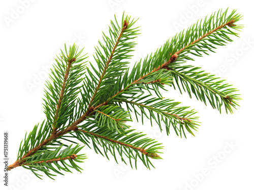 Realistic pine tree twig with vibrant green needles, for festive holiday decor or natural design elements, isolated on a transparent background.