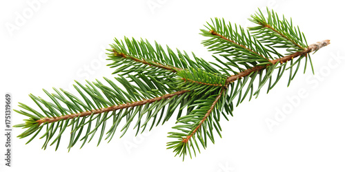 Realistic pine tree twig with vibrant green needles, for festive holiday decor or natural design elements, isolated on a transparent background.