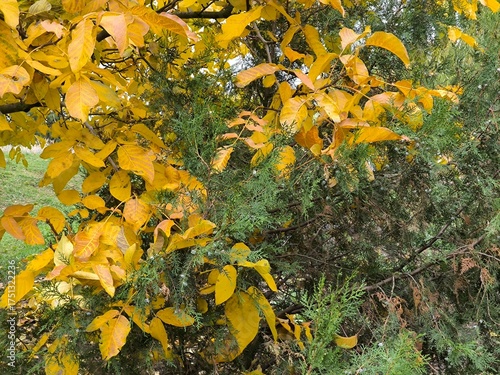 autumn leaves on the ground