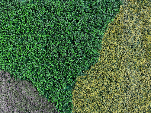 Obraz na plátně Aerial View Of Green And Yellow Forest In Nature At Daytime, Concept Of Environm