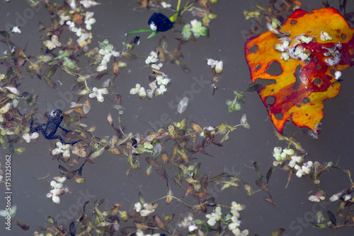 Photos Recently spawned tiny frog swimming on surface of pond with colourful pond weed