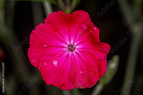 Close up of the flower of a crown pink or rose campion plant