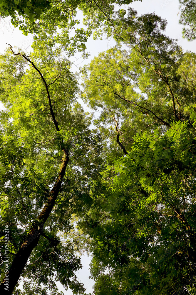 Fototapeta premium Photo of a tree trunk with lush green foliage. Perfect for nature backgrounds, forest themes, eco-friendly projects, and outdoor lifestyle concepts