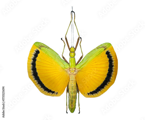 This spectacular yellow umbrella stick insect showcases its vivid yellow wings adorned with black markings. It combines beauty with intricate details, making it a fascinating specimen.