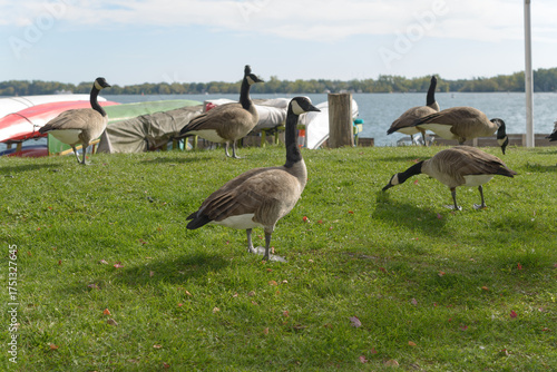 Fotografie a gaggle of Branta canadensis or Canada Goose near the harbor