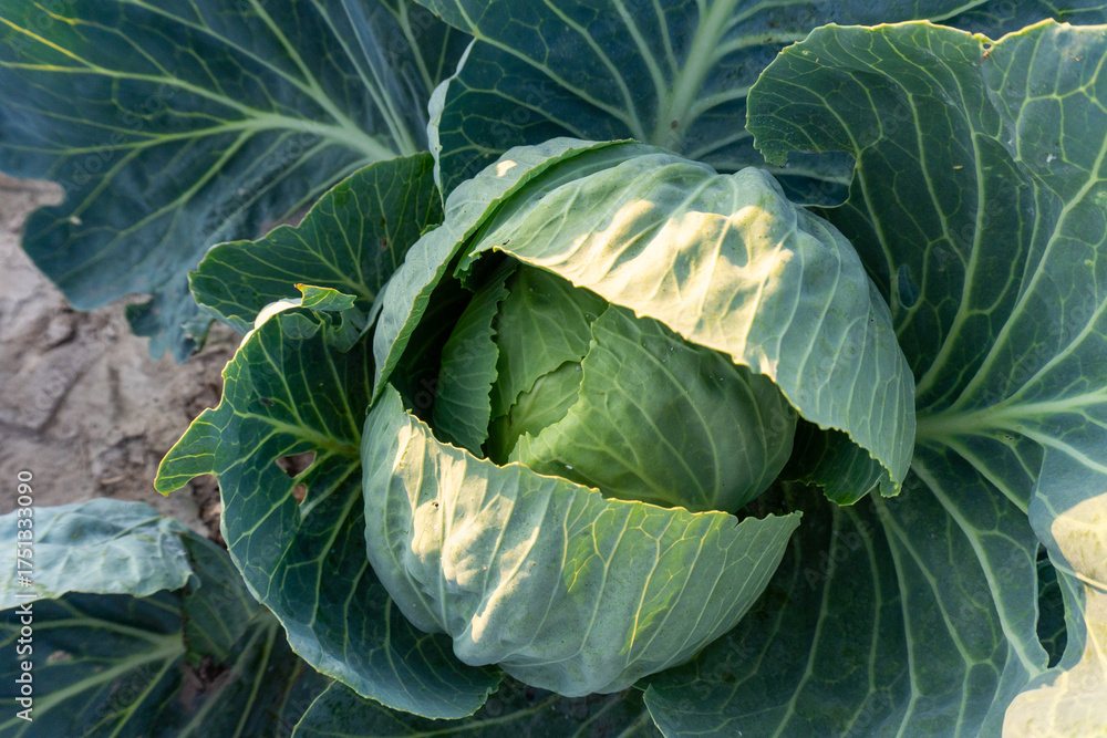 Fototapeta premium head of cabbage on a bed