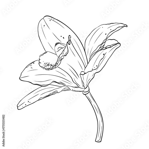 Vanilla flower, orchid phalaenopsis with large petals. Graphic line art hand drawn ink black and white illustration vector. Isolated object flower. For the cooking, spa, medicinal, tea, garden, beauty