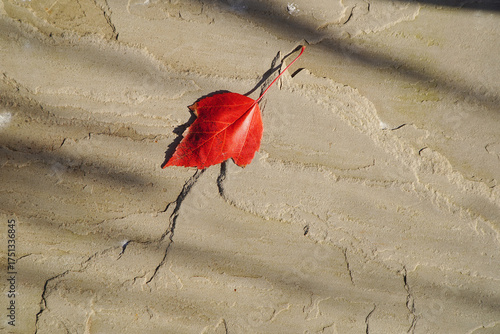 A beautiful red leaf in the sunlight