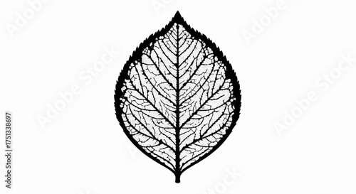 Intricate skeleton of a leaf with detailed veins against a white background