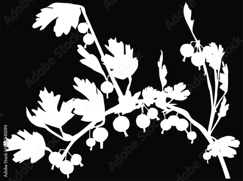 gooseberry branch white silhouette isolated on black
