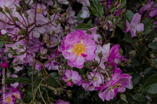 Rose Flowers in Portland Oregon