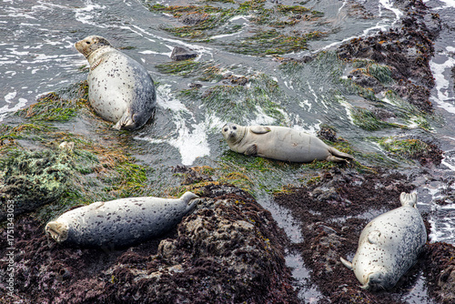 Harbor Seals at Yaquina Head