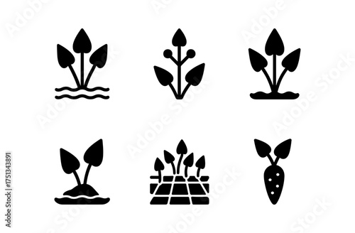 Sagittaria plant icons set for nature theme design and botanical projects