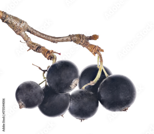 bunch of isolated large black currant six berries