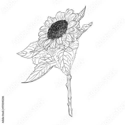 Gorgeous open sunflower with large petals and leaves. Graphic line art hand drawn ink black and white illustration vector. Isolated object flower.For the design of postcards, posters, stickers, prints
