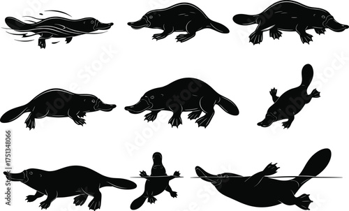 Platypus silhouette illustration, Australian wildlife vector, monotreme clipart, nature art, swimming platypus, walking pose, floating animal, underwater design, unique wildlife