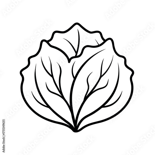 cabbage leaf outline line art vector