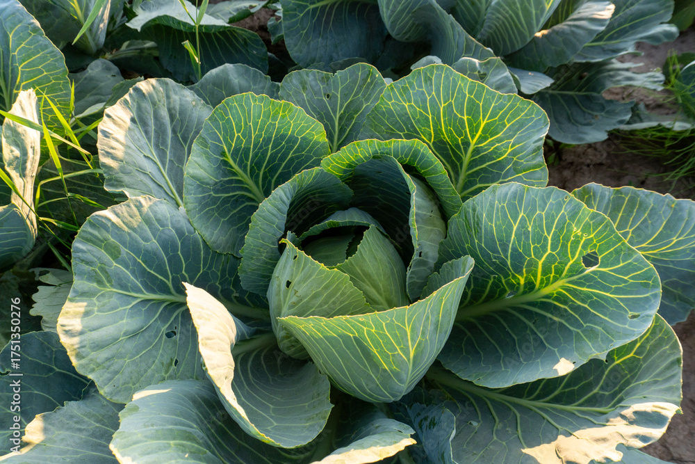 Obraz premium Fresh green cabbage head growing in an organic vegetable garden field under natural sunlight