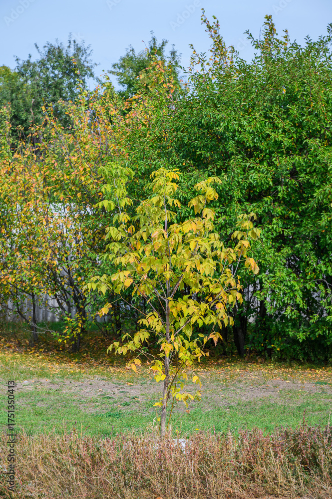Fototapeta premium Vibrant Young Tree in Autumn Garden