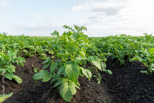 Tableau sur toile Young potato plants growing in fertile dark soil rows under cloudy sky in agricu