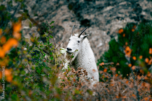Mountain goat eating in the south dakota mountains in autumn, custer state park