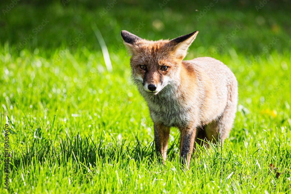 Fototapeta premium volpe in ambiente naturale