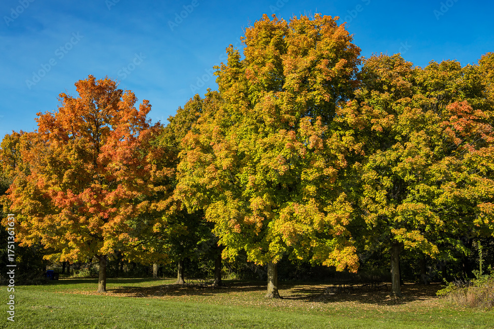 Naklejka premium Bronte Creek Provincial Park Picnic area during the autumn, Ontario, Canada