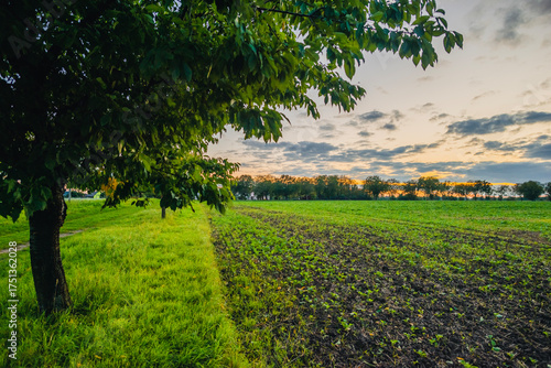 Plowed field and a fruit orchard seen from under the branches of a leafy tree during a warm autumn sunset with a colorful cloudy sky.